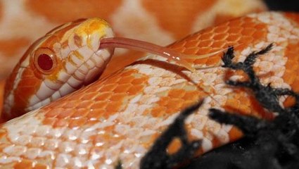 Evinde gece vakti kıpırtı hisseden kadın, yatağından fırlayan yılanla dehşete düştü