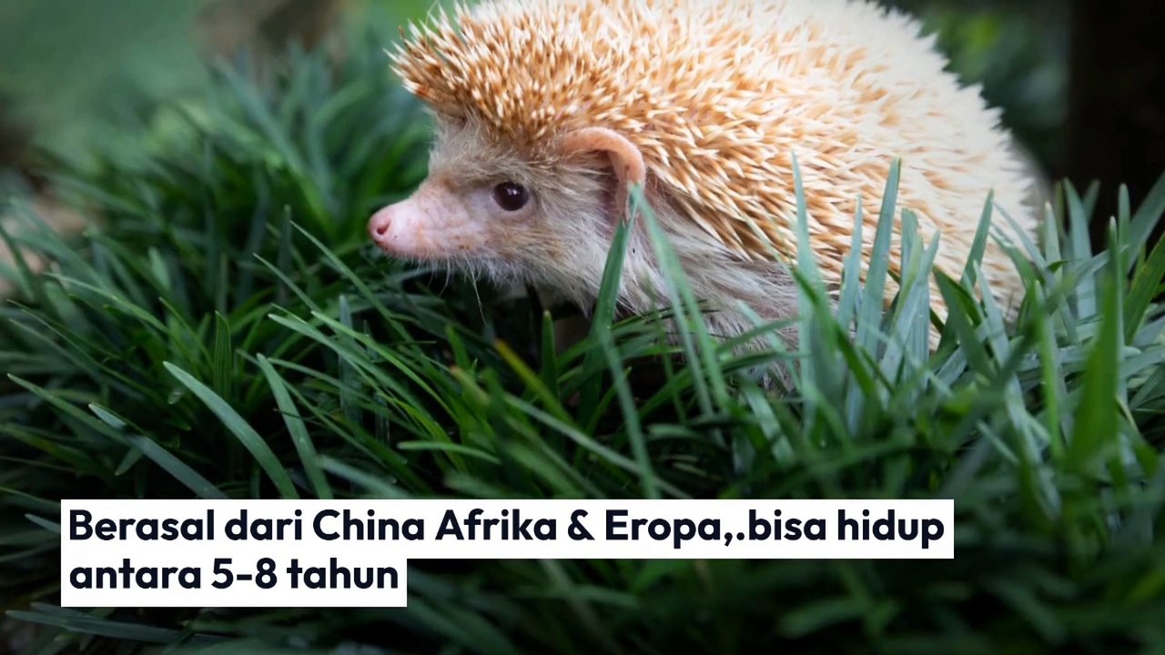 HEWAN HEWAN UNIK DAN ANEH TAPI LUCU UNTUK KITA PELIHARA