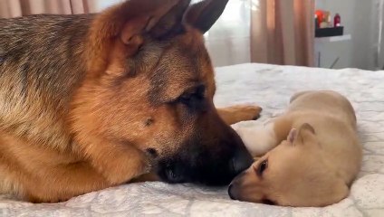 German Shepherd and Puppy Friendship