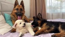 German Shepherd and Tiny Puppies [Cuteness Overload]