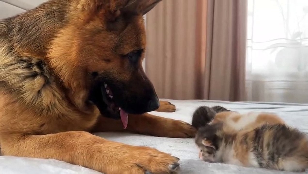 Tiny Kittens and Adorable German Shepherd
