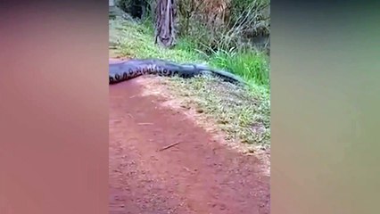 Il filme un anaconda... enfin presque
