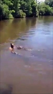 Faire trempette avec des alligators sauvages... risqué