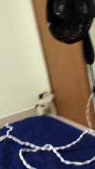 Dog Has an Interesting Way of Pooping