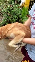 Dog Swims, But Not In The Water