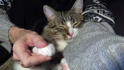 Sweet Kitten Sleeps in My Arms