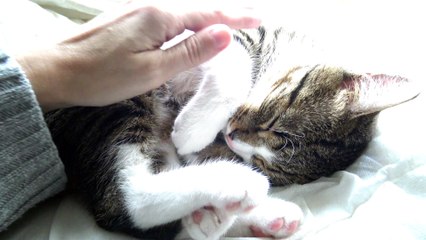 Sweet Kitten Wakes up and Yawns