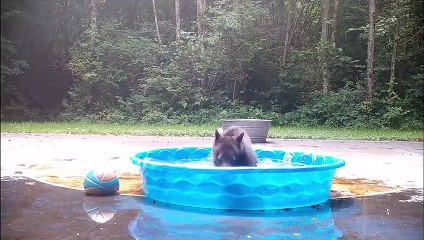 Adorable Baby Bear Has a Fun Time in our Pool