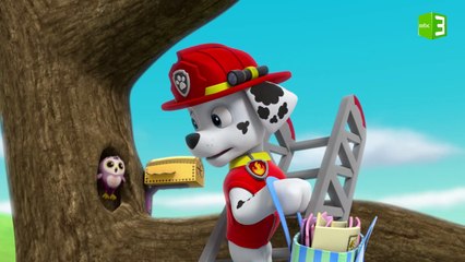 الجرو مارشال يسلم العصفور دعوة صداقة لكن.. 