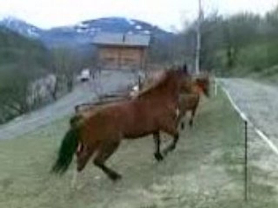 kali fofolle