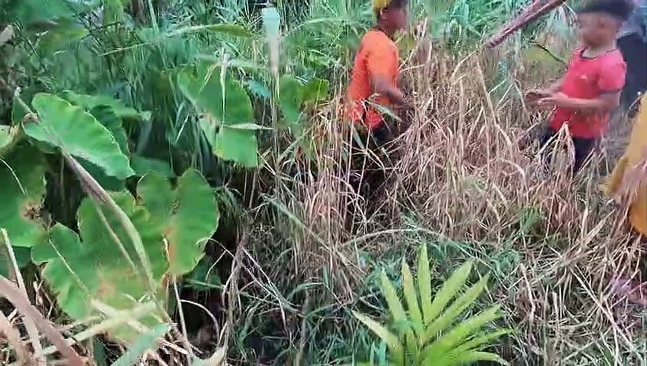 Kích Cá Trên Cánh Đồng Lúa Được Cá Rô Đồng Và Cá Lóc   Thú Vui 3 Miền