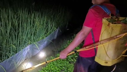 Kích Cá Đêm Mưa Rào Bắt Cá Lóc Cá Rô Cực Hấp Dẫn   Thú Vui 3 Miền