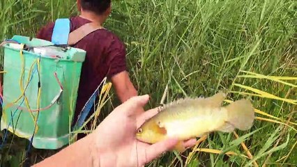 Vác Máy Kích Cá Truy Bắt Ổ Cá Lóc Khủng Trong Thùng Bèo Gay Cấn   Thú Vui 3 Miền