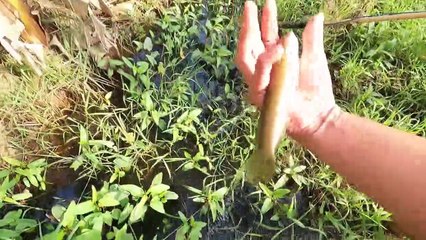 Cá Lóc Cá Chép Theo Nước Lên Ruộng Đẻ Bị Ông Lão Vác Máy Kích Cá Tiêu Diệt   Thú Vui 3 Miền