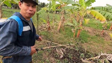 Bắt Đàn Cá Lóc Cụ Quẫy Đẻ Trong Đám Rau Muống   Thú Vui 3 Miền