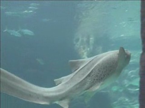 YouCruise 2008 - Giant Manta Rays