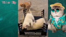 Best Funny And Cute Cats Video 2022 | Cute Cats And Kittens  - Cute Animals Part 4