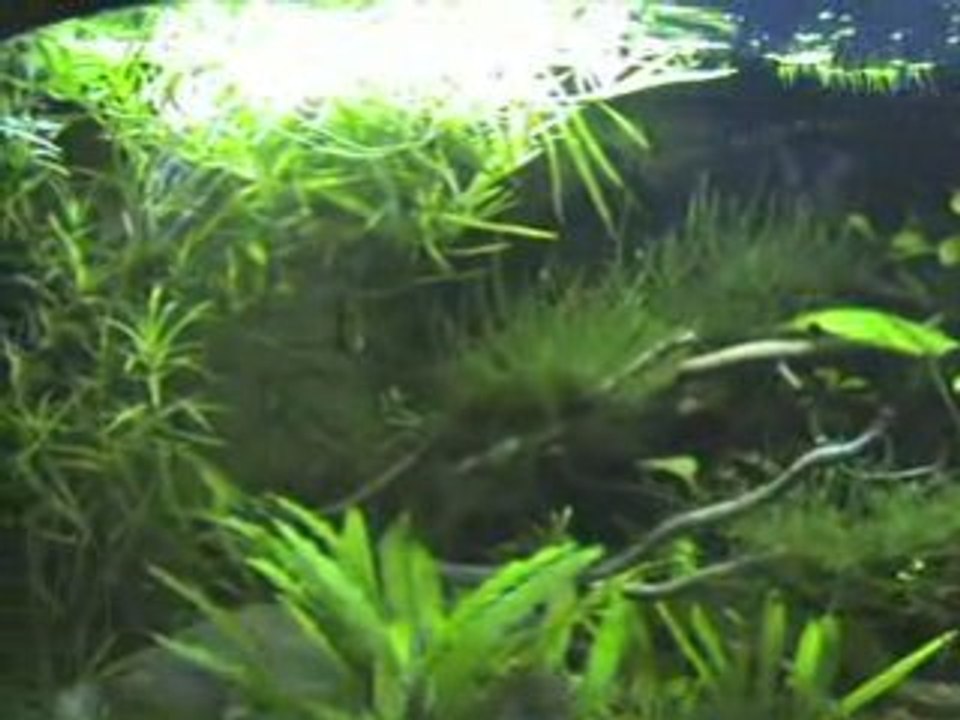 aqua crevettes