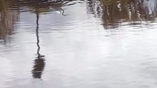 burung bangau menjaga anak anak