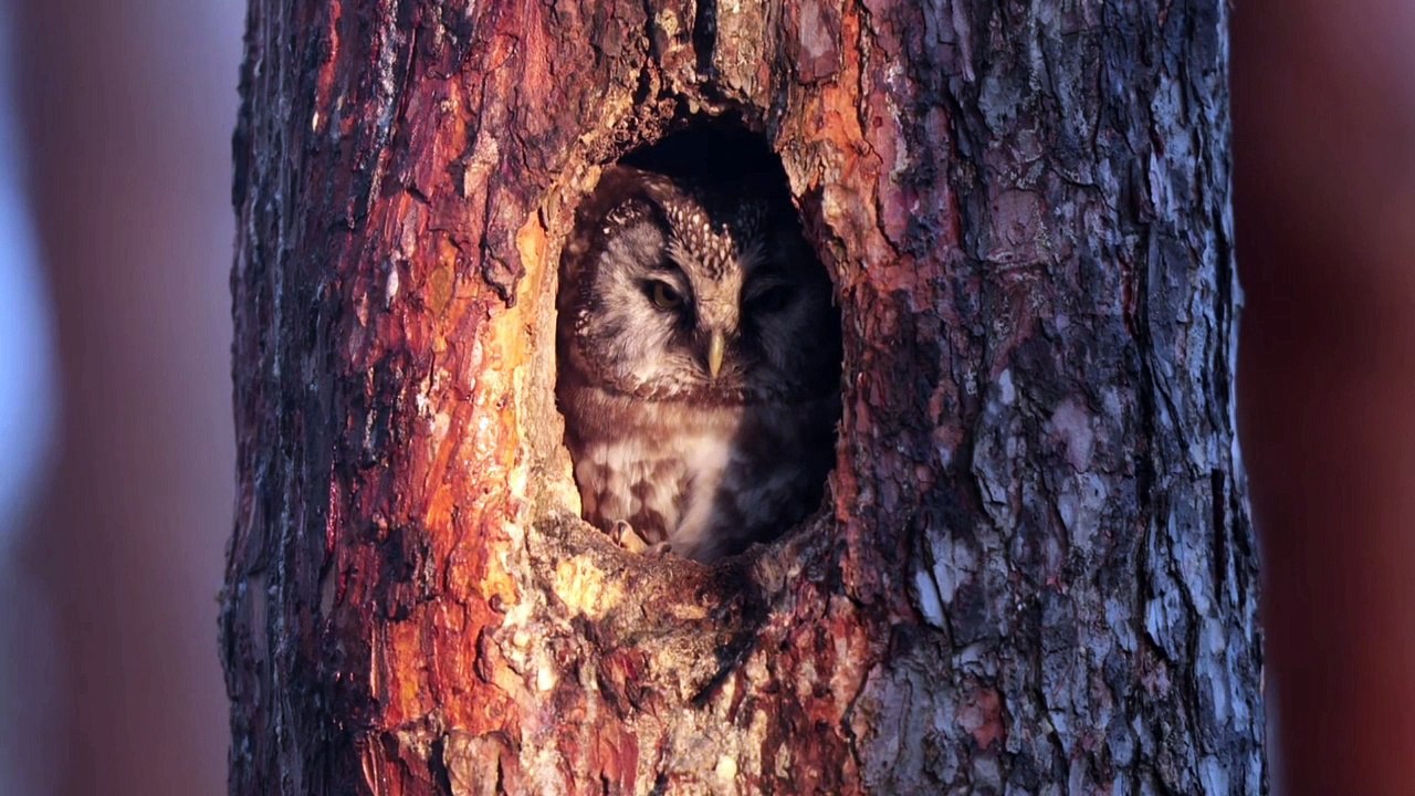 Owl in the tree hole