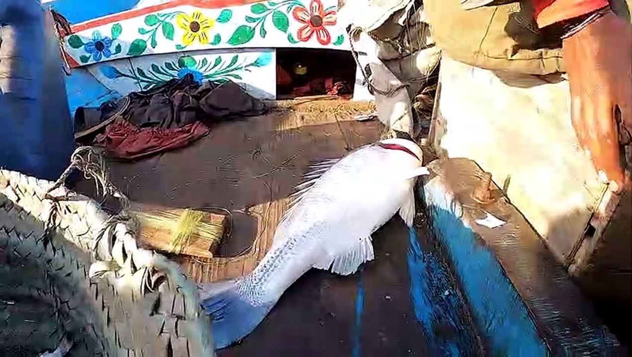 Big Strike In Mangroves Fishing  Bottom Fishing From Ibrahim Hedri To Pittyani Karachi