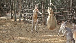 funy kangaroo boxing