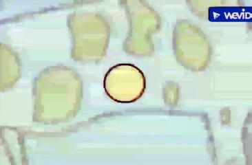 So Smart! Shapes: Cecil the Circle Part 8 - Pig