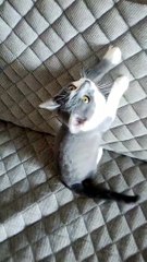 My Cat So Sad #Funny Dog #Funny Cat #Funny Animal Video