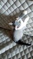 My Cat So Sad #Funny Dog #Funny Cat #Funny Animal Video