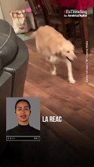 La emotiva reacción de un golden retriever al conocer a su 'hermanita' humana