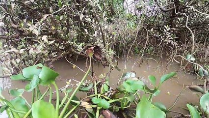 Bắt 1 Thuyền Cá Rô Phi Khủng Bằng Chiếc Máy Kích Cá 8 Fet   Thú Vui 3 Miền
