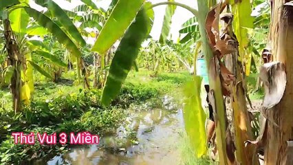 Kích 100 con cá lóc trong đám bèo lục bình cực sướng   Thú Vui 3 Miền