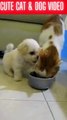 Cute Animal Funny Videos 2022  - Best Dogs And Cats Videos at & Dog Video_3