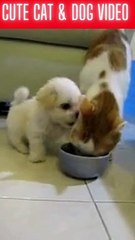 Cute Animal Funny Videos 2022  - Best Dogs And Cats Videos at & Dog Video_3