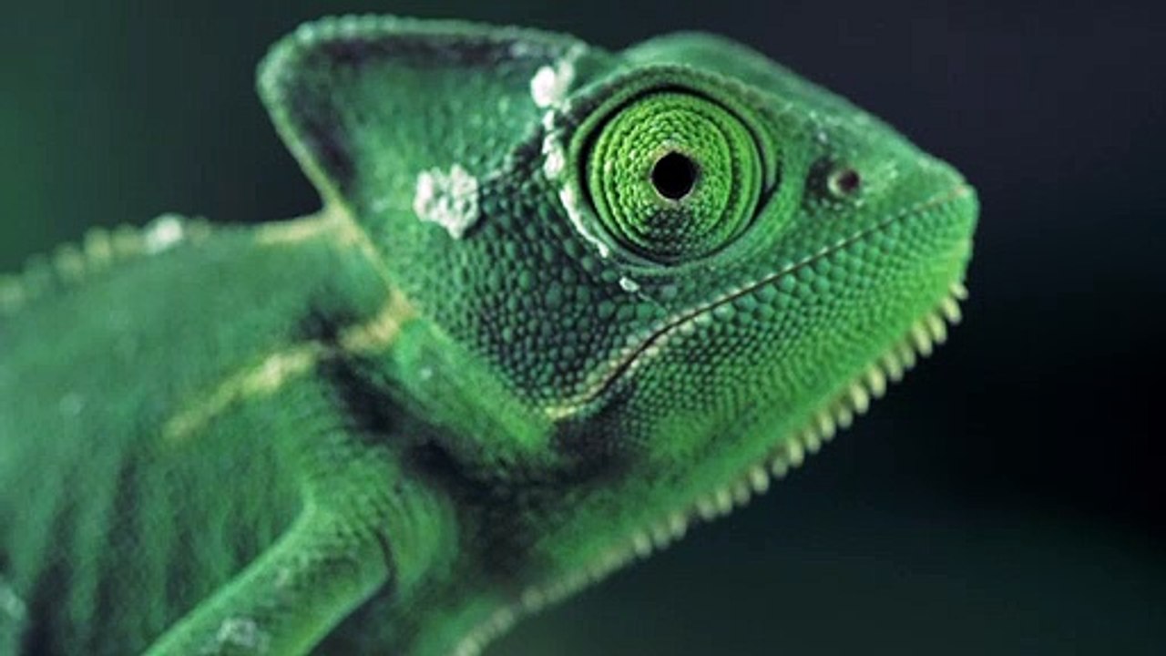 Bunglonmixkit-green-vailed-chameleon-seen-from-one-side-1489-medium