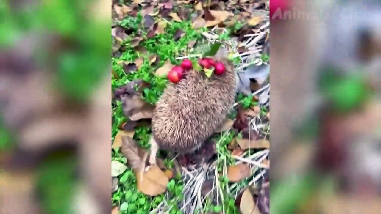 Funniest Animals Videos - Best Cats and Dogs Videos 2022!