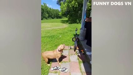 Funniest Animals Video - Funny Dogs And Cats - Try Not To Laugh Animals 2022