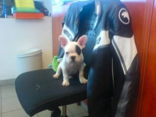 Hommage p'tit bébert