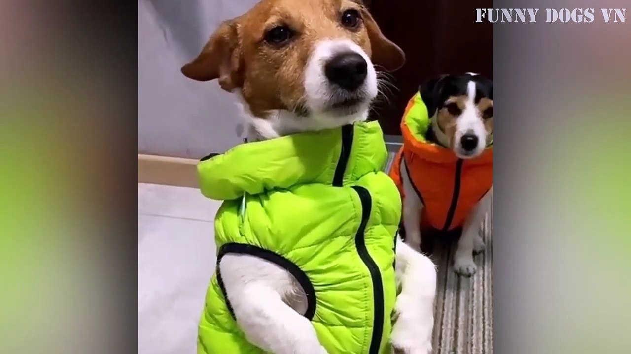 Funniest Animals Video - Funny Dogs And Cats - Try Not To Laugh Animals 2022 (1)