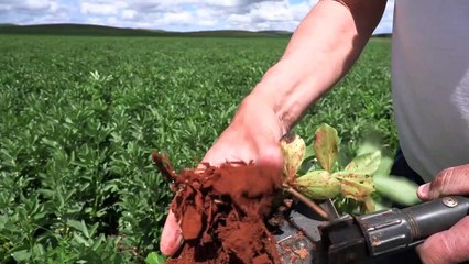 Saltbush Ag, Booborowie_Leighton Aggregation | November 7, 2022 | Farmonline