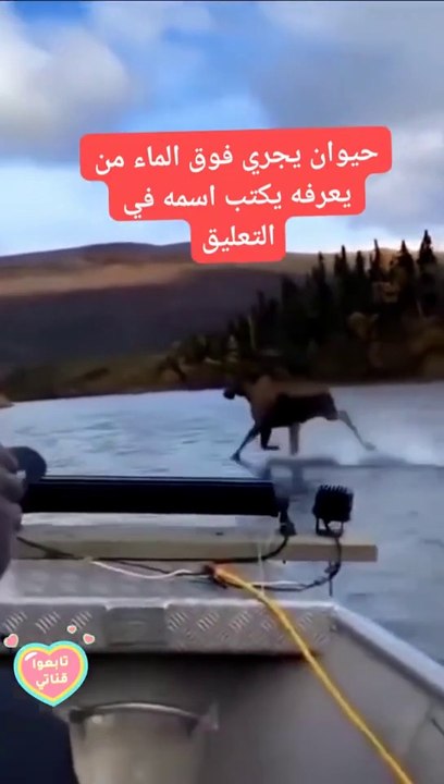 Strange creature running over water