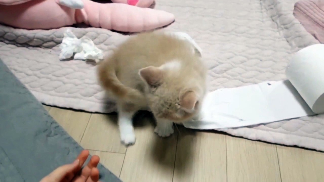 Kucing lucu dan menggemaskan