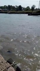 Spot Mancing Di Laut Target Barramundi Laut Dangbo