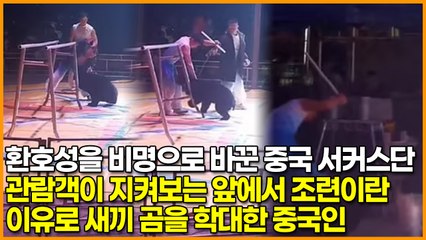 환호성을 비명으로 바꾼 중국 서커스단, 관람객이 지켜보는 앞에서 조련이란 이유로 새끼 곰을 학대한 중국인