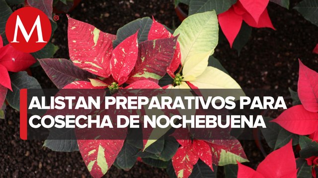 Agricultores alistan cosecha de nochebuena para fiestas decembrinas