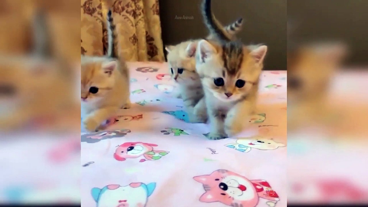 Baby Cats - Cute and Funny Cat Videos Compilation
