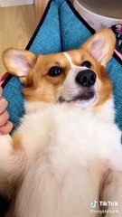 Cute Animals for Uplifting Moments