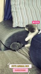 cat and mouse   new cat shorts | baby cat jumping #shorts #shortsvideo #catshorts