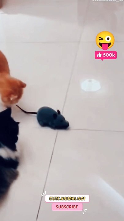 Cat and mouse new cat shorts | baby cat jumping #shorts #shortsvideo #catshorts