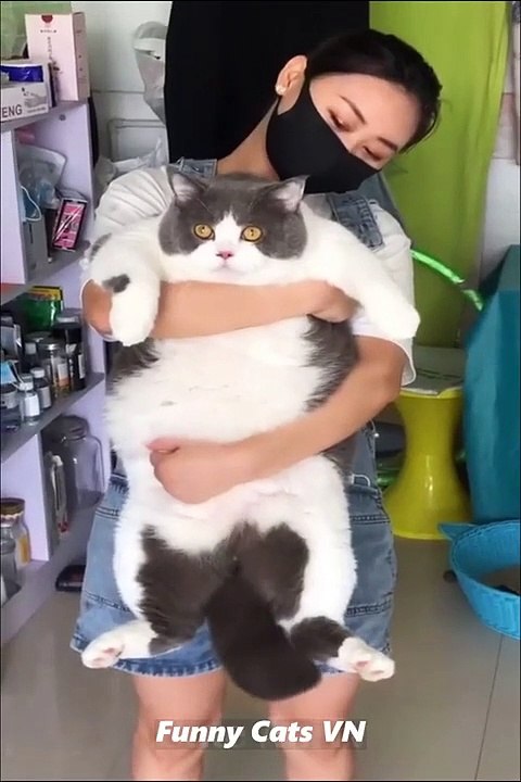 funniest Animal Videos 2022  best  Cats And Dogs Video_in world watch and enjoy